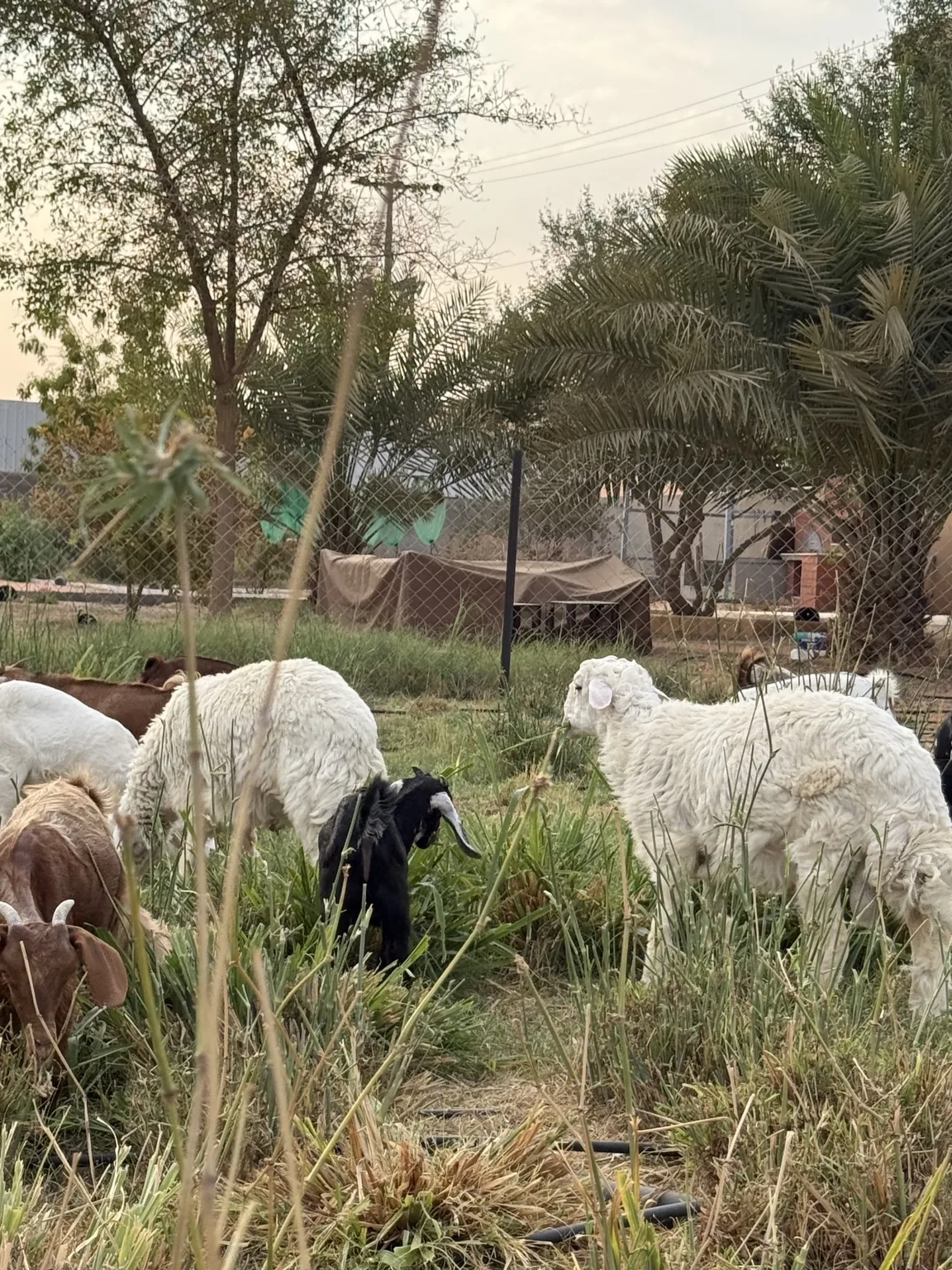 حلال يرعى داخل مزارع السدر