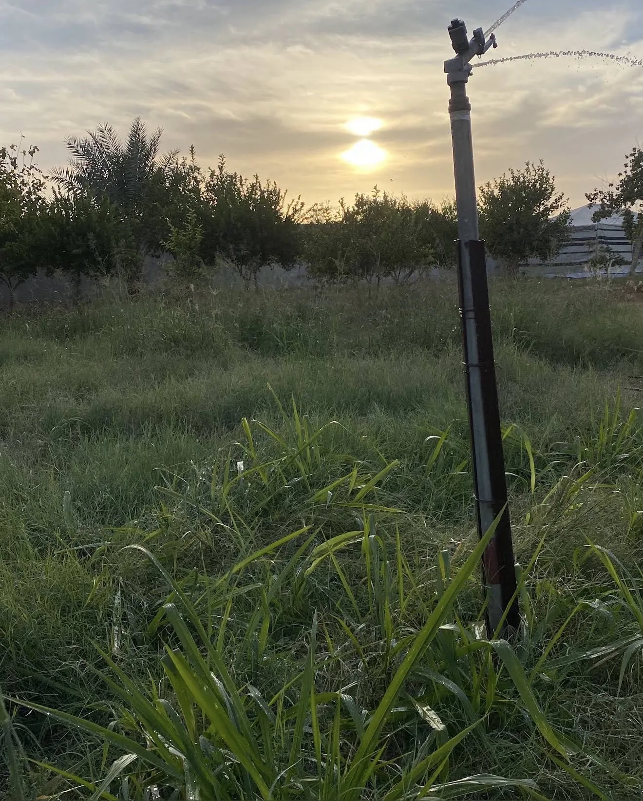 زراعة وري داخل المزرعة