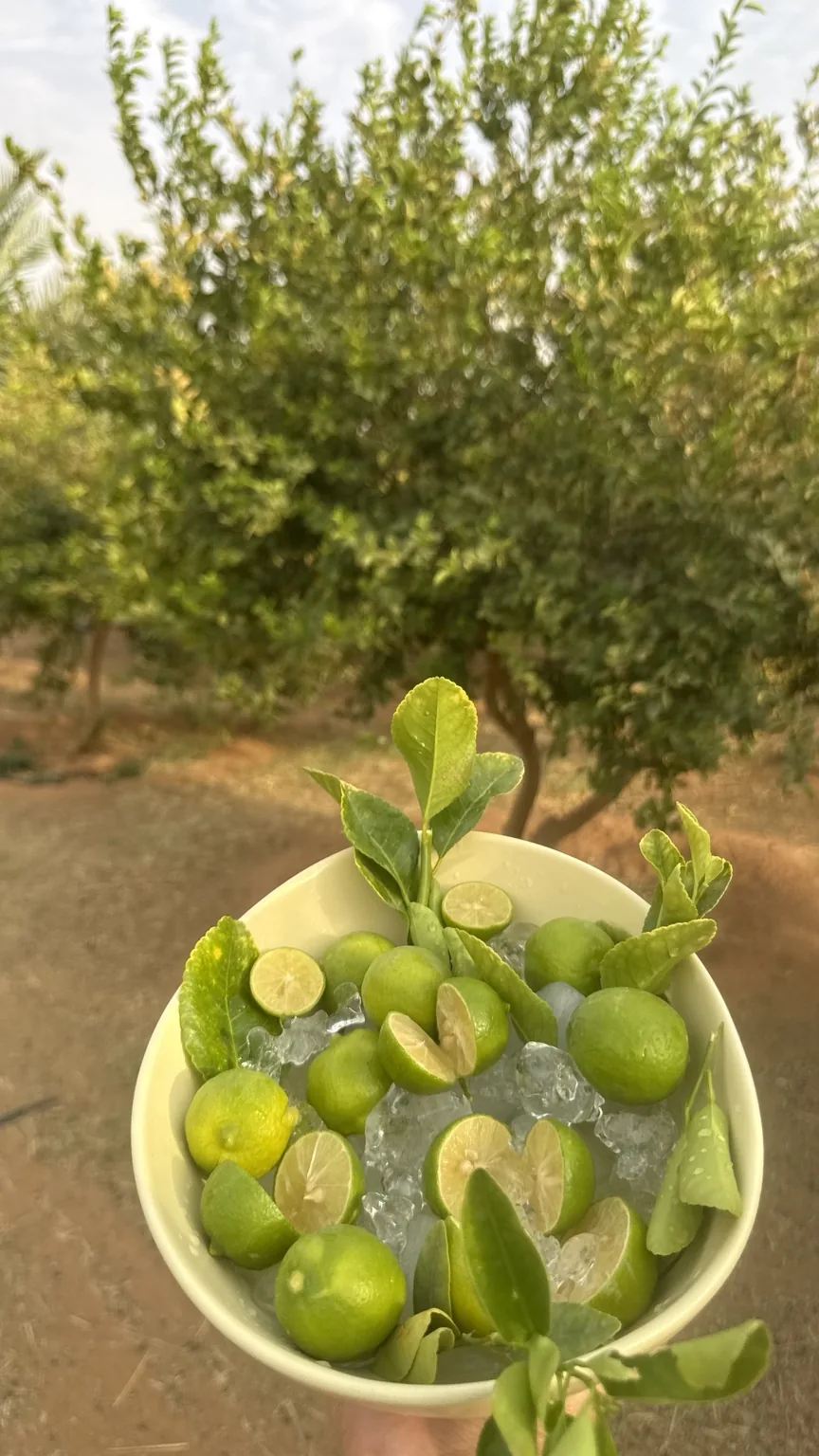 ليمون من مزارع السدر