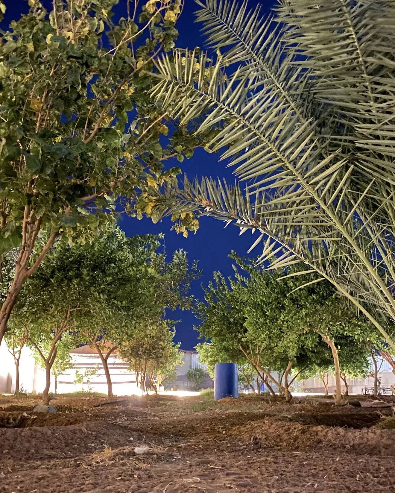أشجار مزارع السدر ليلًا
